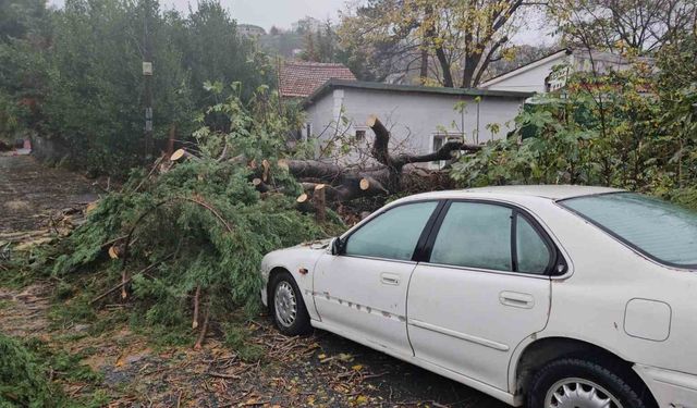 Beşiktaş’ta lodos nedeniyle ağaç otomobilin üzerine devrildi