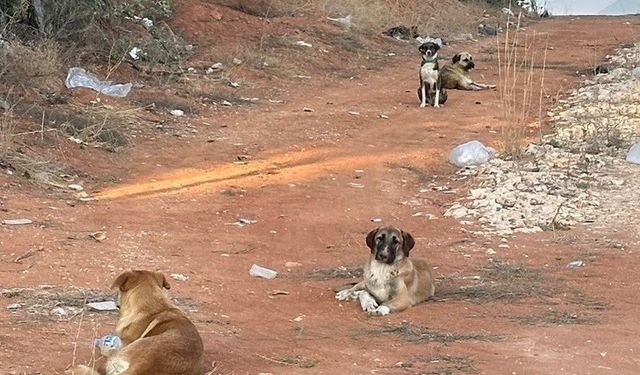 Bilecik’te vatandaşlar sahipsiz köpek korkusundan sokağa çıkamıyor