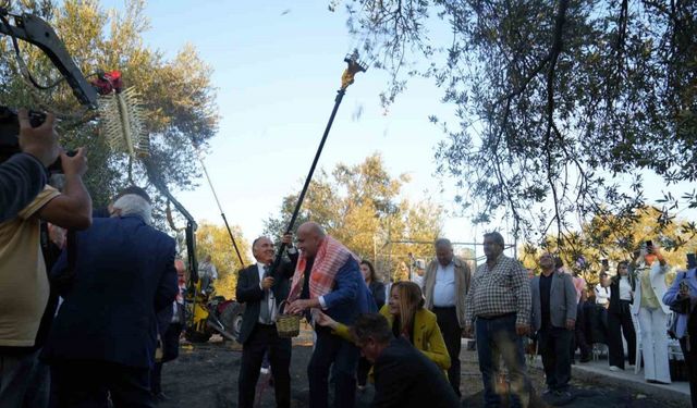 Bin yıllık zeytin ağacından hasat yapıldı