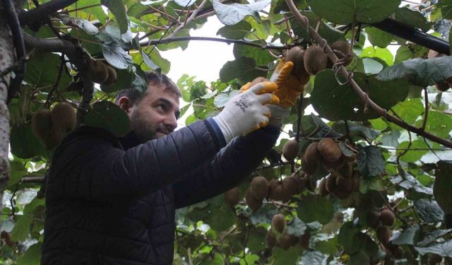 Çarşamba Ovası’nda kivi hasadına başlandı