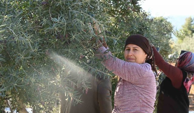 Denizli zeytincilikte Türkiye’de 14, Ege’de 5’inci sırada