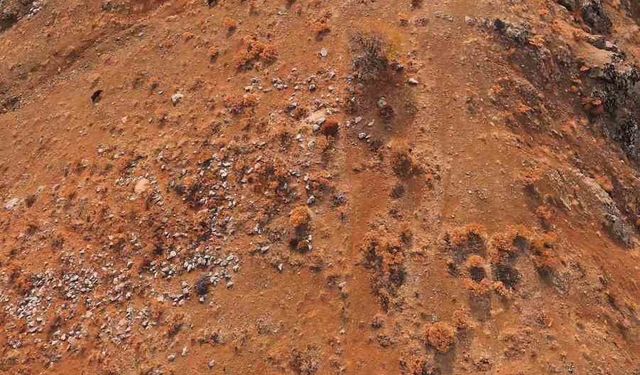 Elazığ’da domuz sürüsü havadan görüntülendi