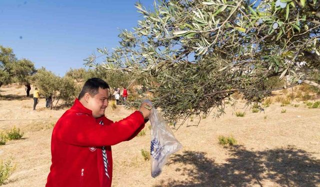 Engelli bireyler zeytin hasadı sayesinde sosyalleşti