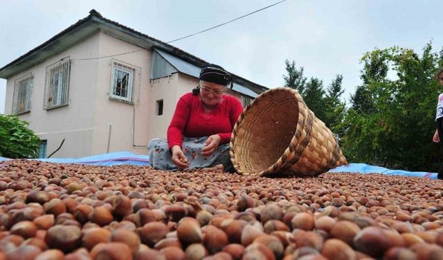 Fındık ihracatı geçen yılı geçti