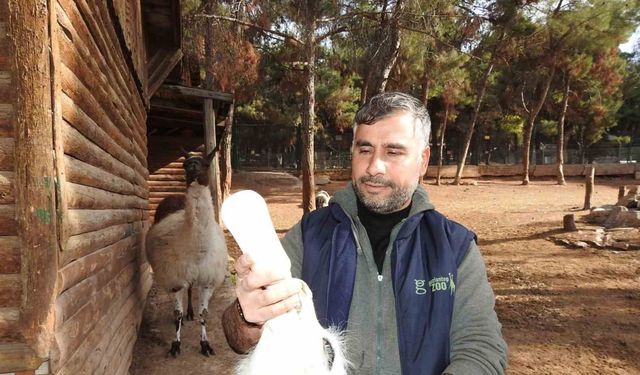 Gaziantep Zoo Parkı’nda bin 100 doğum sevinci yaşandı