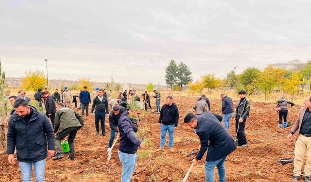 Geleceğe kök salacak fidanlar toprakla buluşturuldu