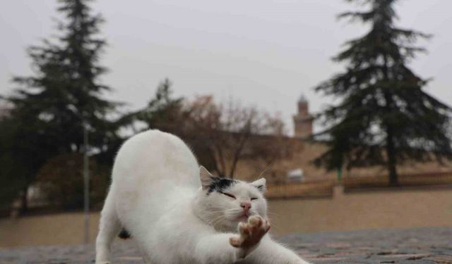 Harput’ta kedilerin sevimli halleri objektiflere yansıdı