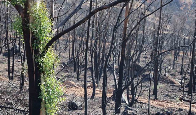 İzmir’de büyük yangından sonra dikkat çeken görüntü: Doğa kendini yeniliyor