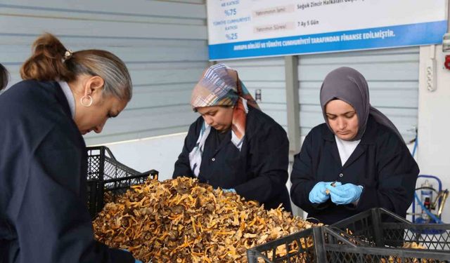 Kastamonu ormanlarından Avrupa’ya 100 milyon liralık mantar ihracatı