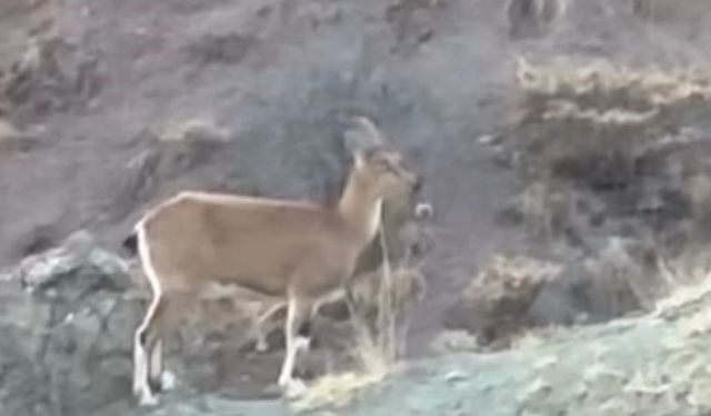 Koruma altındaki dağ keçisi ve yavruları Harput’ta görüntülendi