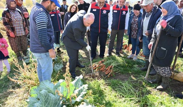 Lezzetiyle meşhur Çakır havucunda hasat başladı