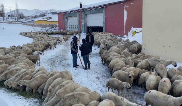 Mahsur kalan koyunlara ve çobanlara başkan sahip çıktı