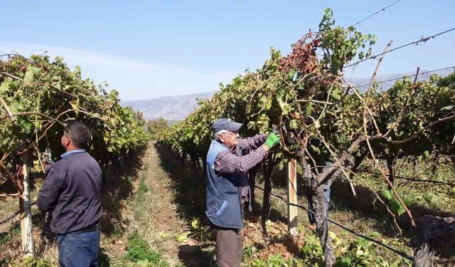 Manisa’nın bağlarında hasat devam ederken budama çalışmaları da başladı