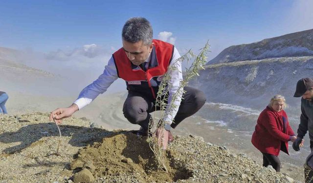 Meralara tuz çalısı fidesi dikimi yapıldı