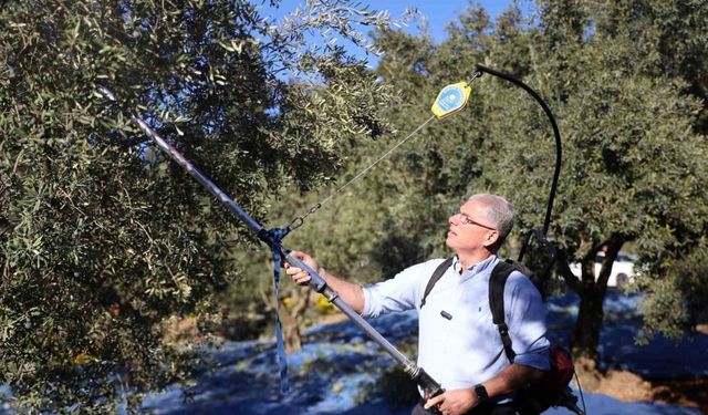 Mudanya Belediyesi zeytin üreticisinin yanında