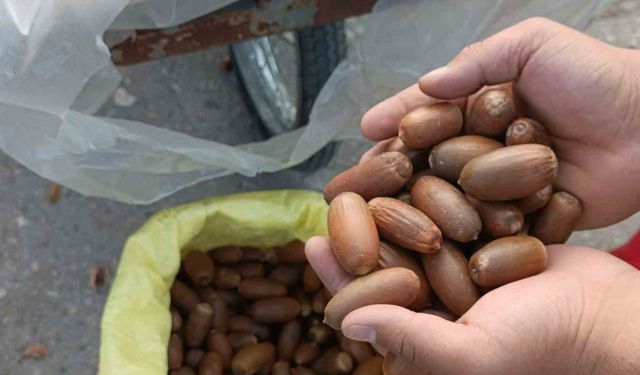 Siirt’te kestane yerine “meşe palamudu” tezgahta yer aldı