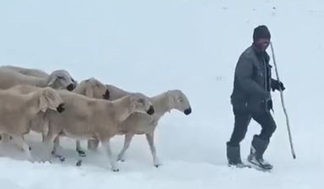 Sivas’ta mahsur kalan 4 çoban ve bin koyunun kurtarılma anı kamerada