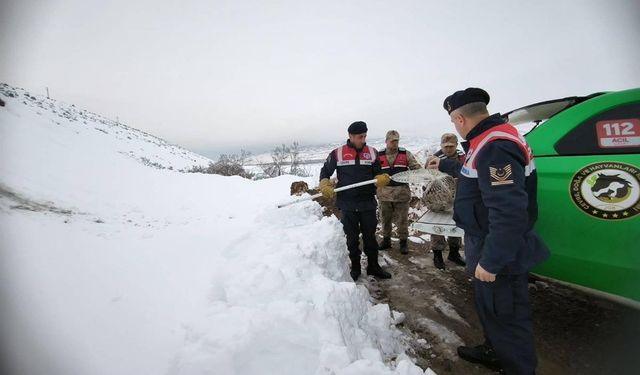 Tavuklara saldıran Vaşağa Erzincan jandarmasından şefkat