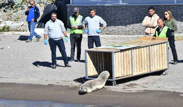 Tedavisi tamamlanan Akdeniz foku mavi sularla buluştu