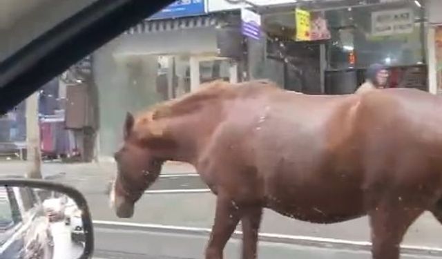 Tekirdağ’da sokaklarda gezen başıboş atlar şaşkınlığa sebep oldu