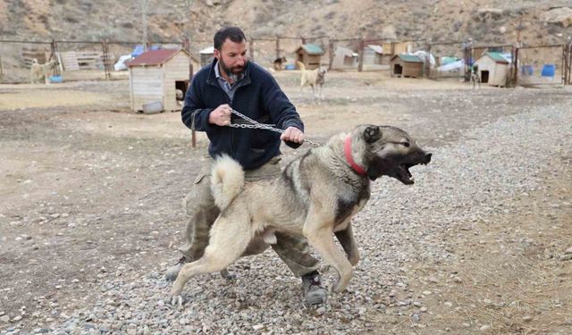 Yazın aslan, kışın kurt özellikleri taşıyor