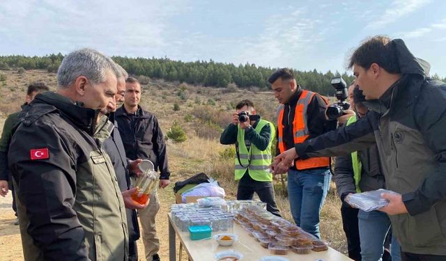 Yozgat Çamlık Bal Ormanı’nda fidanlar toprakla buluştu