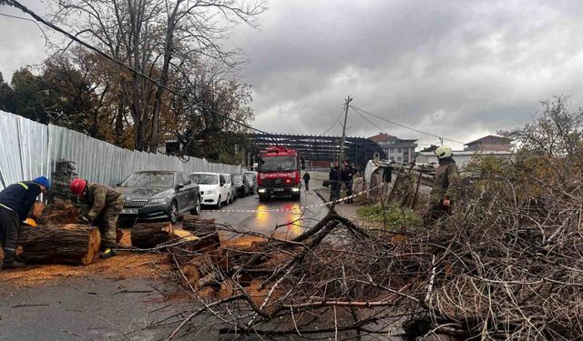 Avcılarda devrilen iğde ağacı elektrik ve internet kablolarına zarar verdi