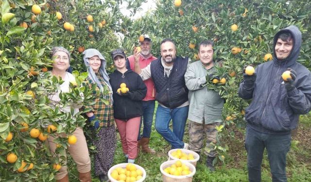 Aydın’da portakal üreticisi bu yıl umduğunu bulamadı