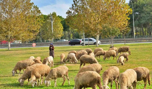 Geçimlerini 44 yıldır kent merkezindeki yeşil alanlarda koyunlarını otlatarak kazanıyorlar