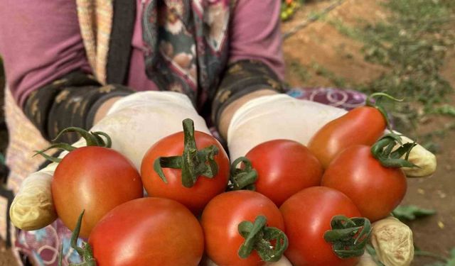 Halde işlem gören domates miktarı düştü, fiyat arttı