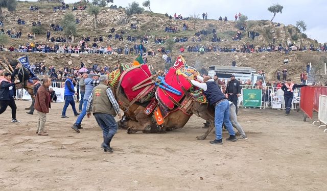 Koçarlı’da develer arenaya indi, şampiyonluk için güreşti