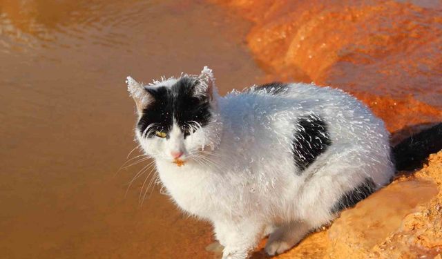 Sibirya soğuğunda adeta donan kedi termal su kenarında ısınmaya çalıştı