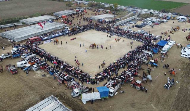 Yenipazar’da deve güreşi şenlikleri yapıldı