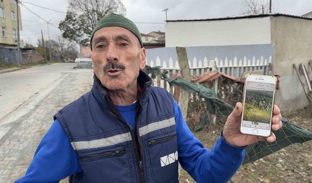 Yılbaşı yaklaşırken, hindi hırsızları kümeslere dadandı