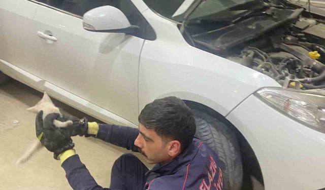 Elazığ’da aracın motor kısmına sıkışan kedi, itfaiye tarafından kurtarıldı