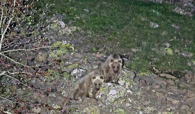 Nemrut’un maskot ayıları kış uykusundan uyandı