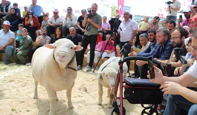 Talas’ta İle De France koyun ırkları yarıştı