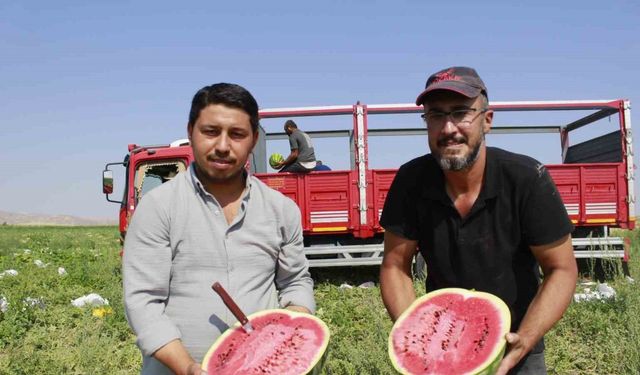 Birçok şehirde karpuz hasadı sona yaklaşırken, Yozgat’ta hasat yeni başladı