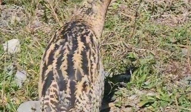 Nesli tükenmekte olan Güney Amerika balabanı Artvin’de görüldü