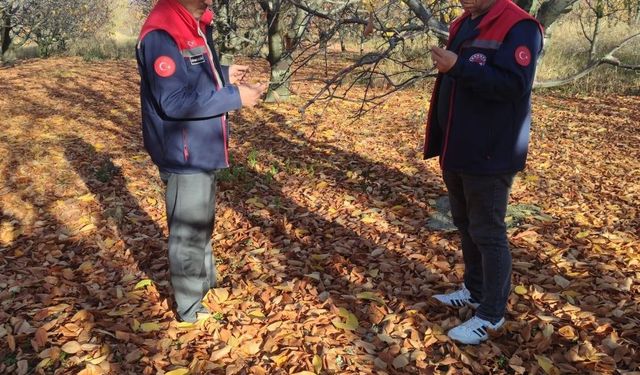 Akşehir kirazında saha incelemeleri devam ediyor