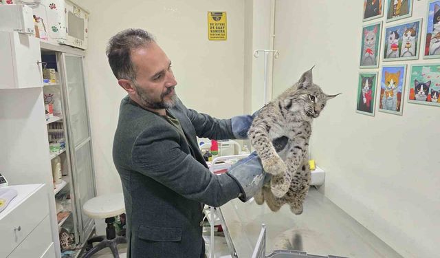 Aracın çarptığı vaşak tedaviye alındı