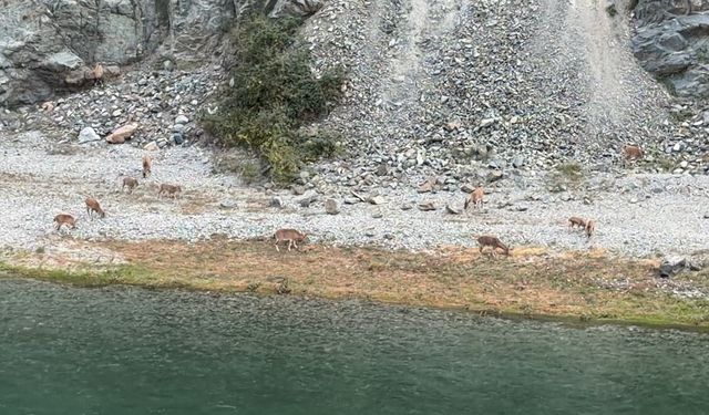 Artvin’de dağ keçileri sürüsü ilk kez bu kadar kalabalık görüntülendi