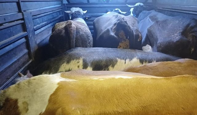 Artvin’de film gibi hayvan hırsızlığı