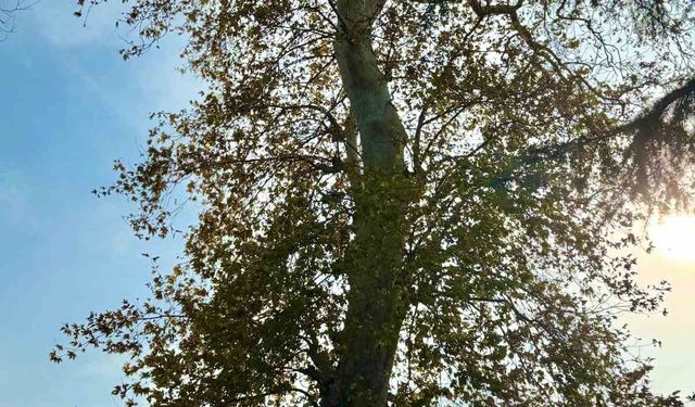 Asırlık çınar ağacının koruma altına alınması bekleniyor