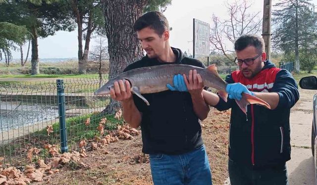 Balıkçının ağlarına takılan Mersin balığı koruma altına alındı