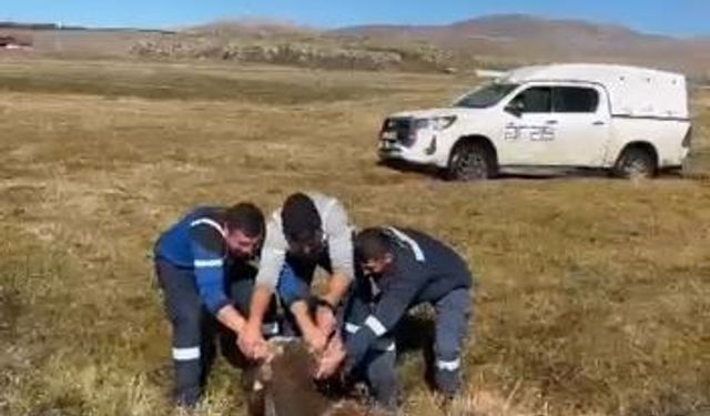 Bataklığa saplanan inek kurtarıldı