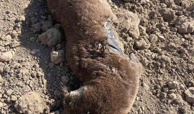 Batman’da koruma altındaki su samuru telef olmuş halde bulundu