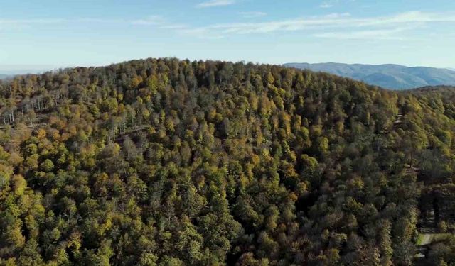 Biga'da sonbahar renklerine bürünen ormanlar havadan görüntülendi