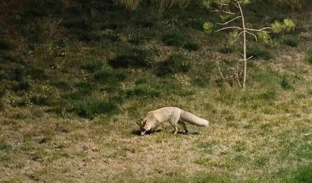 Bitlis sokaklarında tilkiler görüntülendi