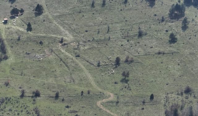 Bolu'da kayıp hayvanlar dronla bulundu